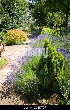 Ein angenehmer Blick auf einen gepflasterten Weg durch eine informelle Pflanzung von blühenden Lavendel und Nadelbäumen und andere gemischte mehrjährige Pflanzen in einem englischen Garten Stockfoto