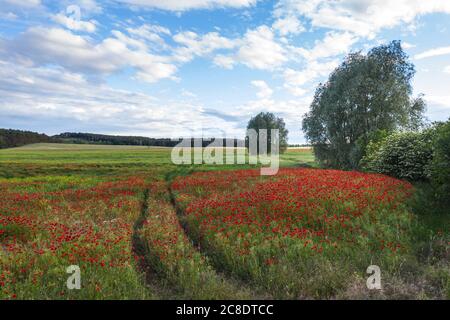 Deutschland, Brandenburg, Drohne Ansicht des roten Mohnfeldes im Frühjahr Stockfoto