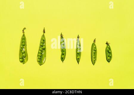 Studioaufnahme einer Reihe grüner Erbsen gegen Gelb Hintergrund Stockfoto
