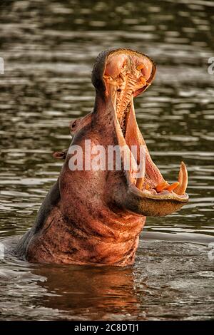 Demokratische Republik Kongo, Leiter des Nilpferdes (Hippopotamus amphibius) Baden im Fluss im Garamba Nationalpark Stockfoto