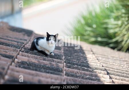 Schwarz-weiße streunende Katze mit Ohrenkerne auf dem Dach und Blick auf die Kamera an einem sonnigen Sommertag auf Mallorca, Spanien Stockfoto
