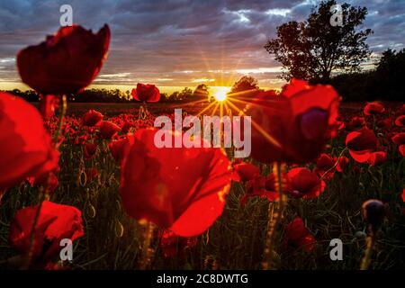 Rote Mohnblumen wachsen im Feld bei Sonnenuntergang Stockfoto