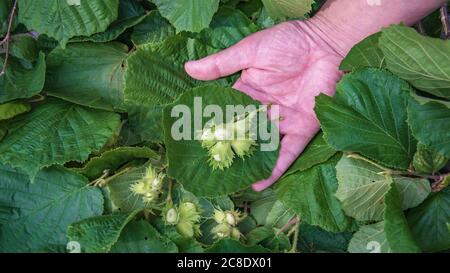 Die Hasel, Corylus avellana, ist manchmal, besonders in dichten Wäldern, ein kleiner Baum von 5–8 Metern Höhe, wird aber gerne ein buschiger Busch durch Stockfoto