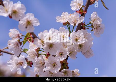 Schöne Natur Szene mit blühenden Baum und Sonne Flare. Sonnigen Tag. Frühling Blumen. Schönen Obstgarten. Abstrakte verschwommenen Hintergrund. Frühling Frühling Grenze oder Hintergrund Kunst mit rosa Blüten. Stockfoto