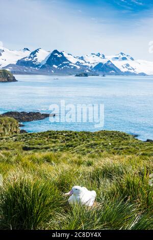 Großbritannien, Süd-Georgien und Süd-Sandwich-Inseln, Wanderalbatros (Diomedea exulans) sitzen auf grasbewachsenen Ufer der Prion Island Stockfoto