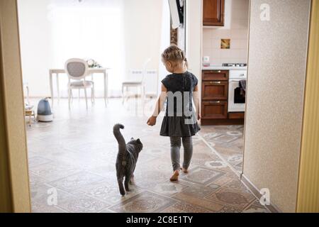 Mädchen, die mit der britischen Kurzhaar-Katze zu Hause spazieren gehen Stockfoto