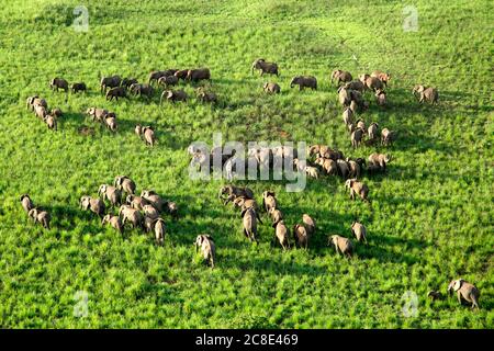 Demokratische Republik Kongo, Luftaufnahme der Elefantenherde im Garamba Nationalpark Stockfoto