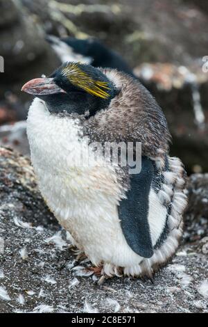 Großbritannien, Südgeorgien und Südliche Sandwichinseln, Porträt des südlichen Steintrichter-Pinguins (Eudyptes Chrysocome) Stockfoto