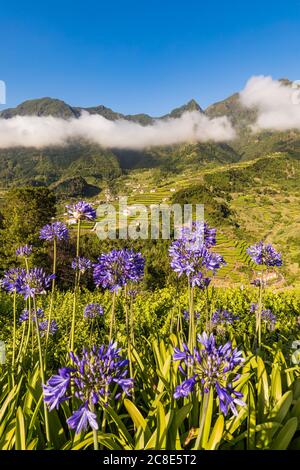 Portugal, Sao Vicente, Agapanthus blüht im grünen Sommertal mit terrassierten Feldern im Hintergrund Stockfoto