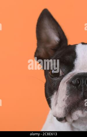 Porträt von boston Terrier Welpen vor orangenen Hintergrund Stockfoto