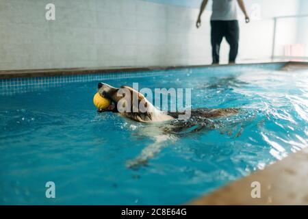 Border Collie trägt Ball im Mund beim Schwimmen bei Physiotherapeuten Zentrieren Stockfoto