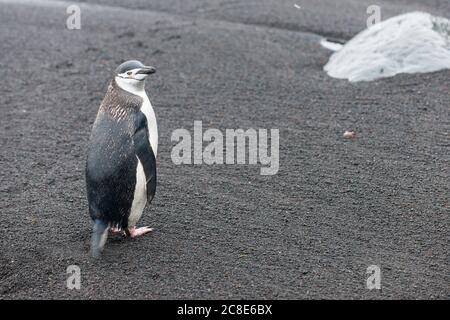 Großbritannien, Südgeorgien und die Südlichen Sandwichinseln, Portrait des Kinnriemen-Pinguins (Pygoscelis antarcticus), der auf schwarzem Sand auf Saunders Island steht Stockfoto