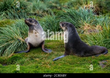 Zwei antarktische Seehunde (Arctocephalus gazella) sitzen auf Gras Stockfoto