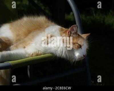 Katze liegt auf einem Rasenstuhl in der Sonne. Stockfoto