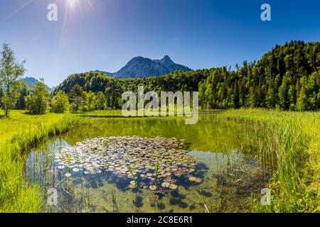 Deutschland, Bayern, Füssen, Seerosen wachsen am See im Schwansee Park Stockfoto