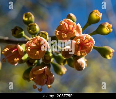 Die bunten Orangenblüten eines ceiba-Baumes, Ceiba pentandra, in den Ruinen der Maya-Stadt Ek Balam in Yucatan, Mexiko. Stockfoto