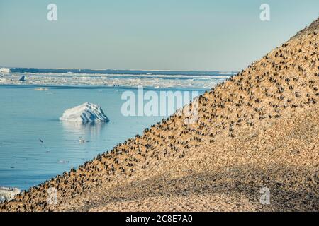 Kaiserliche Shag (Leucocarbo atriceps) Kolonie auf Paulet Island Stockfoto