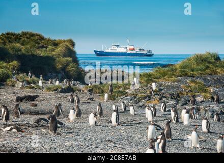 Großbritannien, Südgeorgien und Südliche Sandwichinseln, Gentoo Pinguin (Pygoscelis papua) Kolonie auf Prion Island mit Kreuzfahrtschiff im Hintergrund Stockfoto
