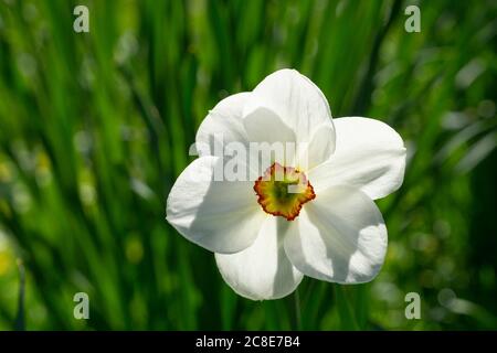 Leiter der blühenden Narzissen des Dichters (Narcissus poeticus) Stockfoto