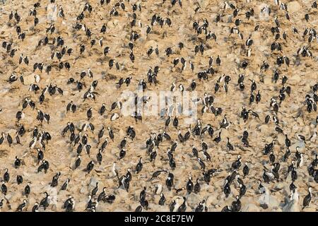 Luftaufnahme der Kolonie der Kaiserlichen Shag (Leucocarbo atriceps) auf Paulet Island Stockfoto