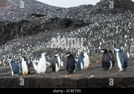 Großbritannien, Süd-Georgien und Süd-Sandwich-Inseln, Chinstrap Pinguin (Pygoscelis antarcticus) Kolonie auf Saunders Island Stockfoto