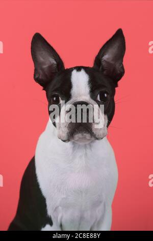 Porträt des boston Terrier Welpen vor rotem Hintergrund Stockfoto