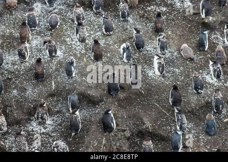 Großbritannien, Süd-Georgien und Süd-Sandwich-Inseln, Chinstrap Pinguin (Pygoscelis antarcticus) Kolonie auf Saunders Island Stockfoto