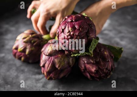 Die Hände der Frau nehmen Artischocken auf, Nahaufnahme Stockfoto
