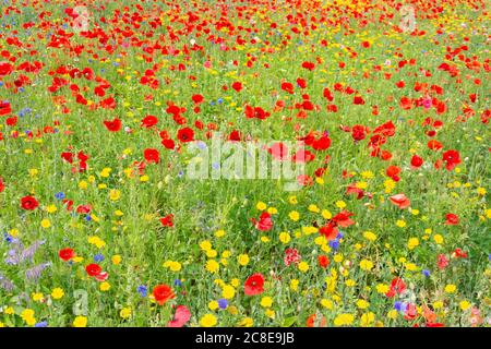 Wildblumen in Meadow, Whitburn, Tyne & Wear, England, Vereinigtes Königreich Stockfoto