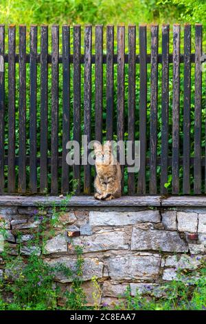 Tabby Katze sitzt auf Steinmauer Stockfoto