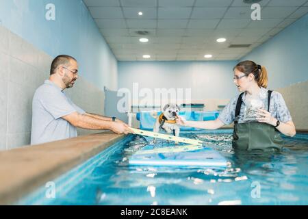 Physiotherapeuten Training Mops Hund auf aufblasbaren Floß im Schwimmbad In der Mitte Stockfoto