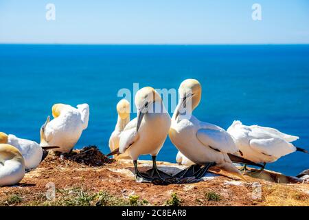 Schar von nördlichen Tölpeln (Morus bassanus) am Rand mit Blick auf das Meer Stockfoto