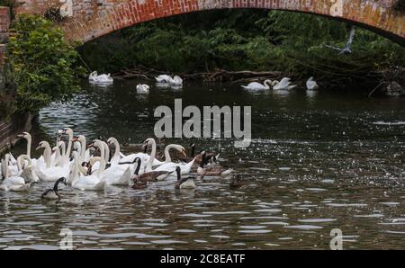 Stratford upon Avon Großbritannien 23 Juli 2020 Schwäne im Fluss Avon .Paul Quezada-Neiman/Alamy Live News Stockfoto