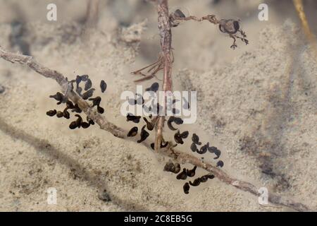 Kaulquappen des Gemeinen Ostfroglet Stockfoto
