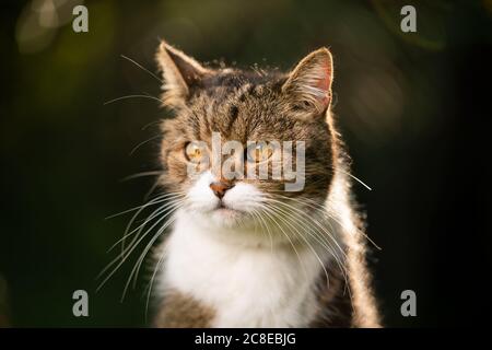Porträt einer schönen gestromten weißen britischen Kurzhaarkatze, die zur Seite schaut Stockfoto