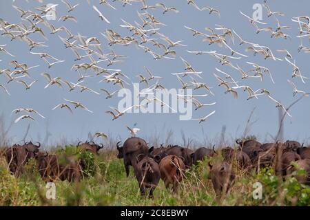 Demokratische Republik Kongo, Herde von Kuhreihern (Bubulcus ibis) fliegen über Herde von afrikanischen Büffeln (Syncerus caffer) Stockfoto