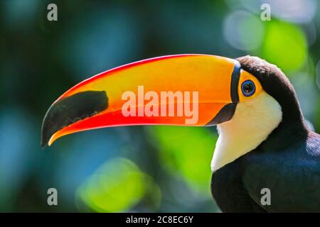 Brasilien, Mato Grosso, Mato Grosso do Sul, Porträt von gemeinsamen Tukan, Ramphastos toco Stockfoto