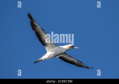 Australasian Gannet im Flug gegen blauen Himmel Stockfoto