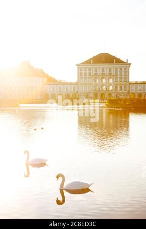 Deutschland, Bayern, München, Schwäne Schwimmen im Schlosspark Nymphenburg bei Sonnenuntergang Stockfoto