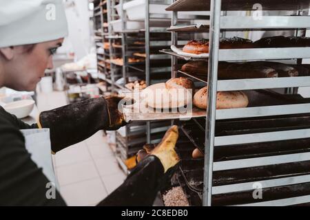 Weibliche Bäcker einführen Brötchen Tablett in Trolley bei der Bäckerei Stockfoto