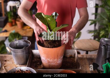Mann, der zu Hause Geige-Blatt-Feigenpflanze in den Topf pflanzt Stockfoto