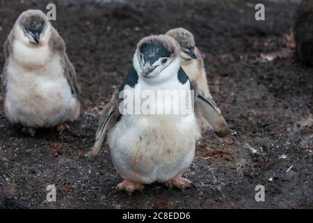 Großbritannien, Südgeorgien und die Südlichen Sandwichinseln, Porträt des Kinnriemen-Pinguins (Pygoscelis antarcticus) Stockfoto