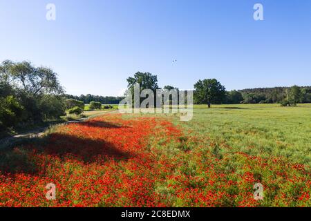 Deutschland, Brandenburg, Drohne Ansicht des roten Mohnfeldes im Frühjahr Stockfoto