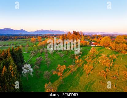 Deutschland, Bayern, Königsdorf, Drohne Blick auf den Mooseurach Obstgarten bei Frühlingsbeginn Stockfoto
