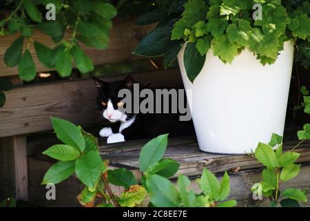 Schwarz-weiße Katze versteckt hinter einem Gartentopf und Pflanzen. Stockfoto