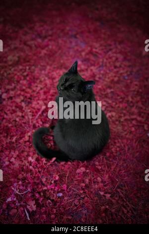 Schwarze Hauskatze mit Ohrkerbe sitzt auf rotem Gras Boden suchen böse Stockfoto