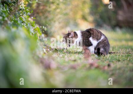 Seitenansicht einer tabby weißen britischen Kurthar Katze, die draußen auf Gras puckt Stockfoto