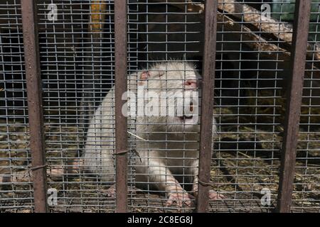 Weiße Nutria Myocastor coypus im Käfig auf dem Bauernhof Stockfoto