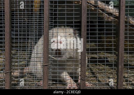 Weiße Nutria Myocastor coypus im Käfig auf dem Bauernhof Stockfoto