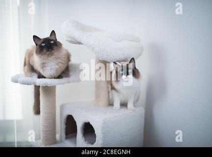 Zwei Seal Bicolor Ragdoll Katzen sitzen auf Kratzbaum Pfosten Blick neugierig Stockfoto
